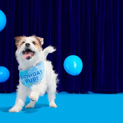 Birthday Dog Bandana