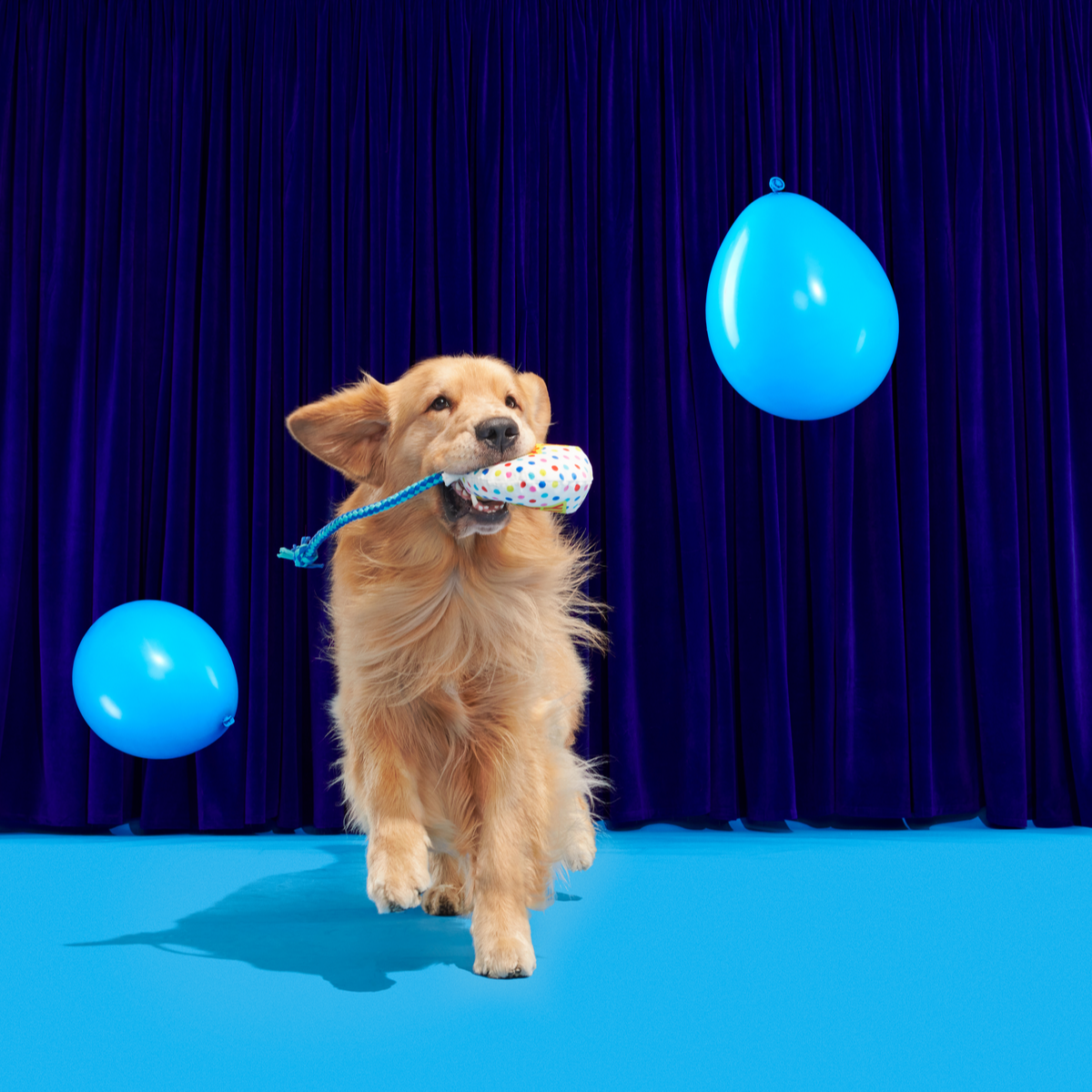 Yappy Birthday Balloon Plush Tug Dog Toy